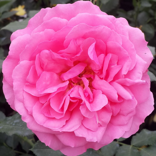 Rosa `Rosarium Uetersen`(1).jpg